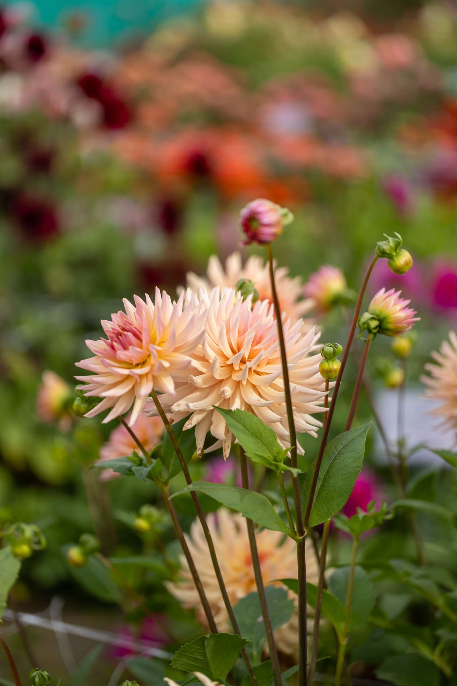 Dahlie 'Henriëtte'